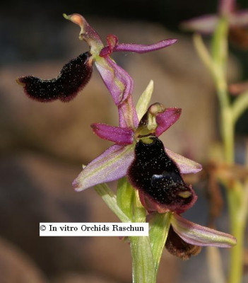Ophrys_bertolonii_2006.JPG
