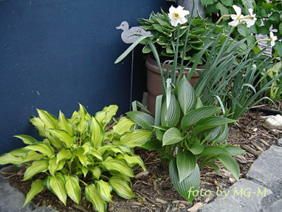 Imgp5712-Hostas.jpg