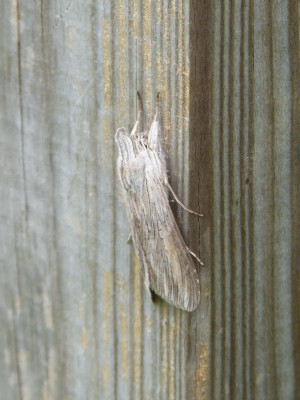 2015-07-12 Falter.jpg
