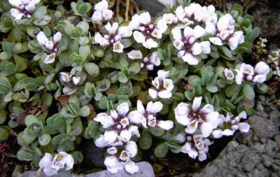 13.4.06._Aethionema_oppositifolium_II_046.JPG