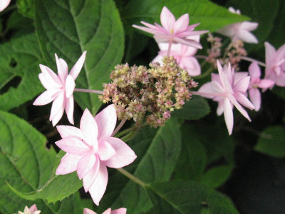 Nochmal prolifera (Kopie).jpg