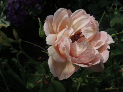 Rosa Café.JPG