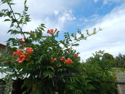 DSCN1539.JPG
