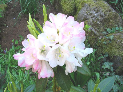 Rhododendron_anhweiense_fars.jpg