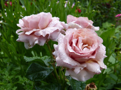 2015-07-12 Rosen 'Mokarosa'.jpg