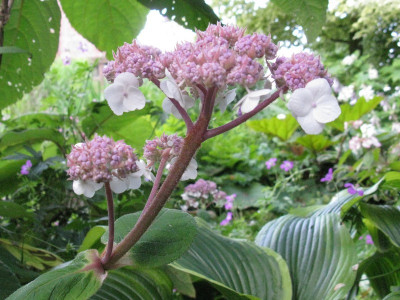 Hydrangea aspera Macrophylla knospe (Kopie).jpg