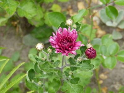 2015-07-12 Chrysanthemum 'Twinkle'.jpg