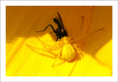 Spinne_und_Fliege_2_07-05-2006.jpg