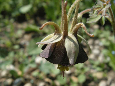 A.viridiflora_0010.jpg