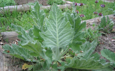 Salvia_aethiopis_20060508.jpg