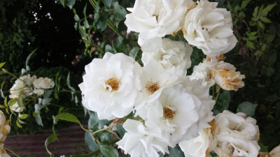 20150712_182630.jpg