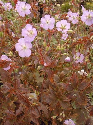 maculatum_Elisabeth_Ann.jpg