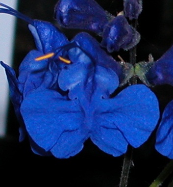 Salvia_lasiantha.jpg