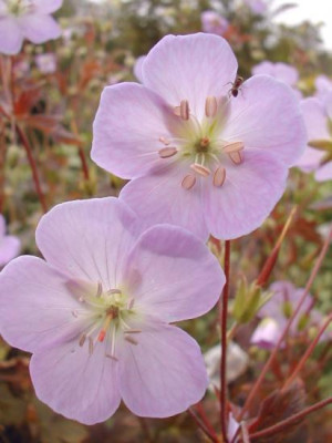 maculatum_Elisabeth_Ann_1.jpg