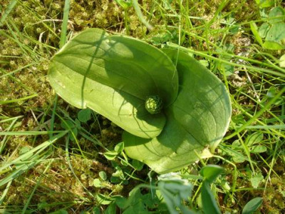 Groenanderung_DSC00687.JPG