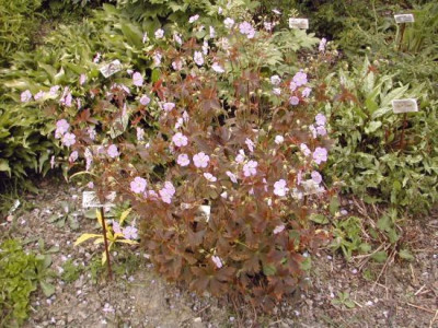 maculatum_Elisabeth_Ann_gesamt.jpg
