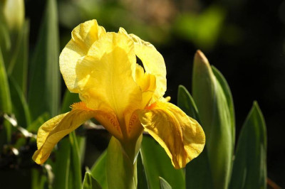 Iris_Nana_X_1__07-05-2006.jpg