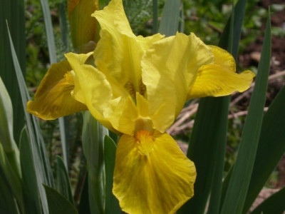 Iris_barbata_nana_gelb._25_.jpg