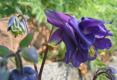Aquilegia_vulgaris_20060507.jpg