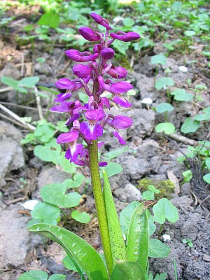 Orchis_mascula_fars.jpg