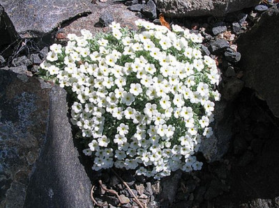 Androsace_vandellii_fars_2.jpg