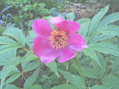 Paeonia_veitchii_fars_2.jpg
