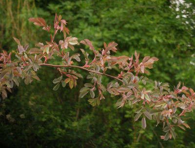 rosa_glauca_2006.jpg
