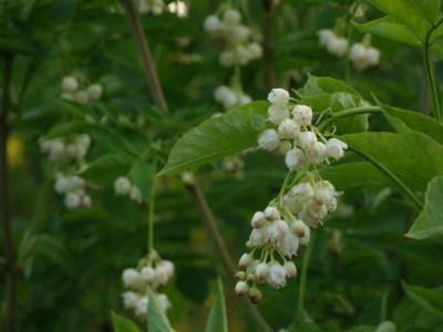 staphylea_pinnata_2006.jpg
