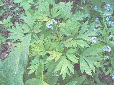 Paeonia_veitchii_vermutlich_echt.jpg