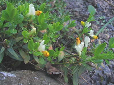 Polygala_chamaebuxus_Naturform_.jpg