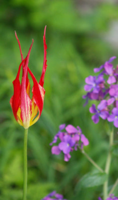 t._acuminata.jpg