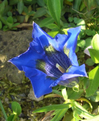 Gentiana_06.jpg