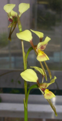 Diuris_aurea_x_punctata_06.jpg