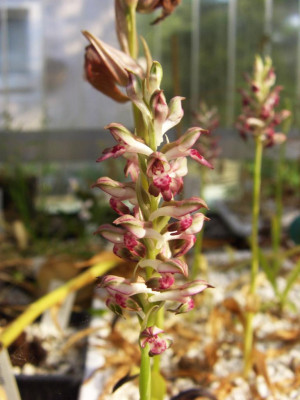 Anacamptis_fragrans_06.jpg
