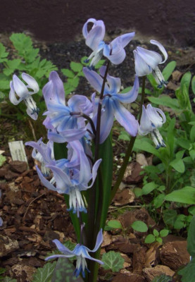 Scilla_rosenii_06.jpg