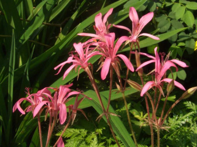 Pelargonium_aff._radiatum.jpg