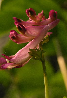 c.bushii.JPG
