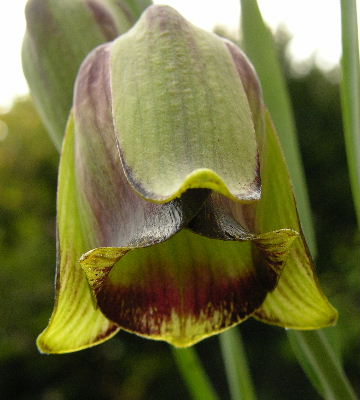 Frit_acmopetala.JPG