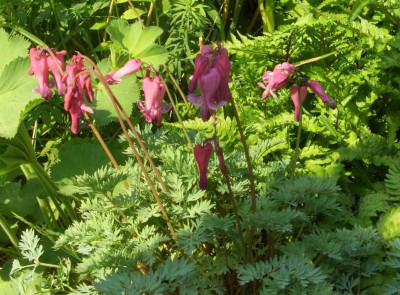 Dicentra_Candy_Hearts.jpg