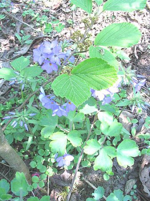 Phlox_stolonifera_fars.jpg