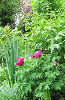 Paeonia_humilis_villosa.jpg
