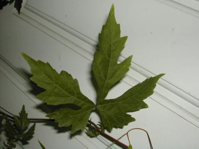 unbek._Wein_Blatt.jpg