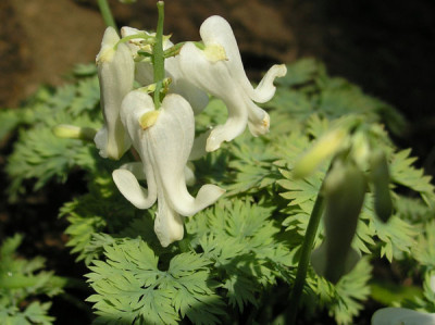 Dicentra_Ivory_Hearts_06_k.jpg