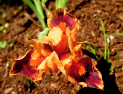 Iris_barb_nana.jpg