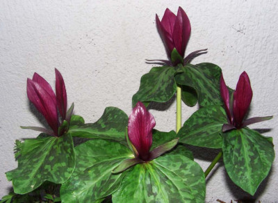 Trillium_kurabayashii.jpg