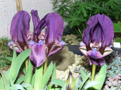 Iris_Barbata_Mini_1.jpg
