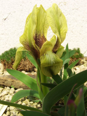 Iris_Barbata_Mini_2.jpg