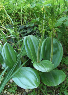 Listera_ovata_2-06.jpg