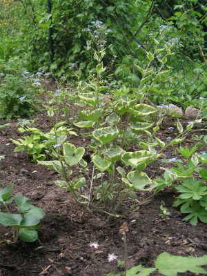 PICT0038.jpg