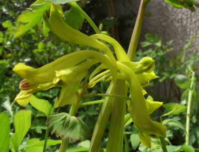 Corydalis_Anetkas_Goldzwerg_06.jpg